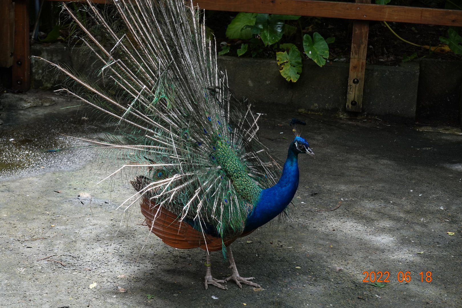 Indian Peafowl (Pavo cristatus)