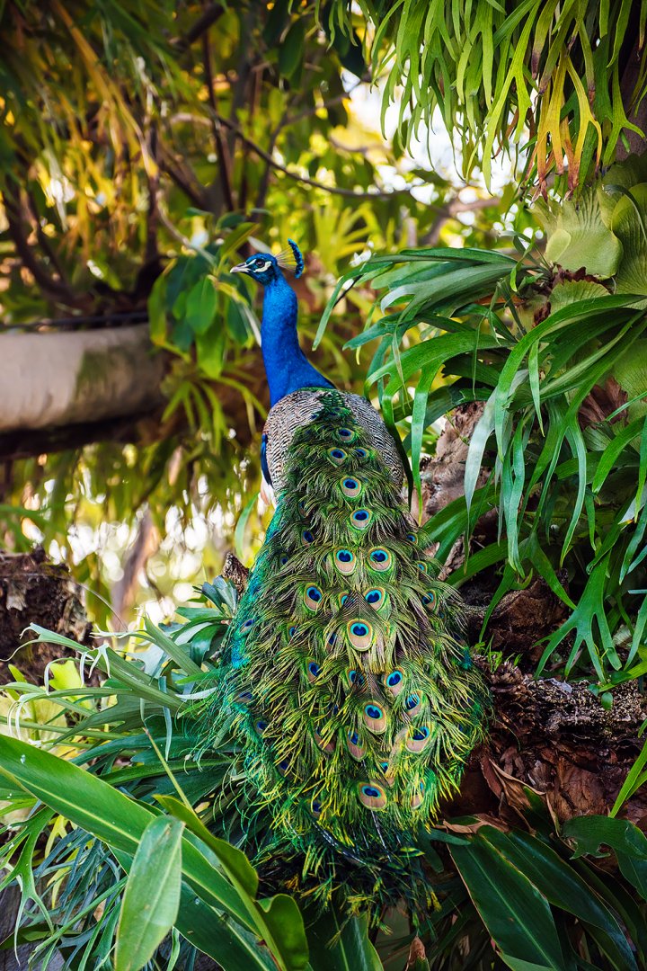 Indian peafowl (Pavo cristatus)