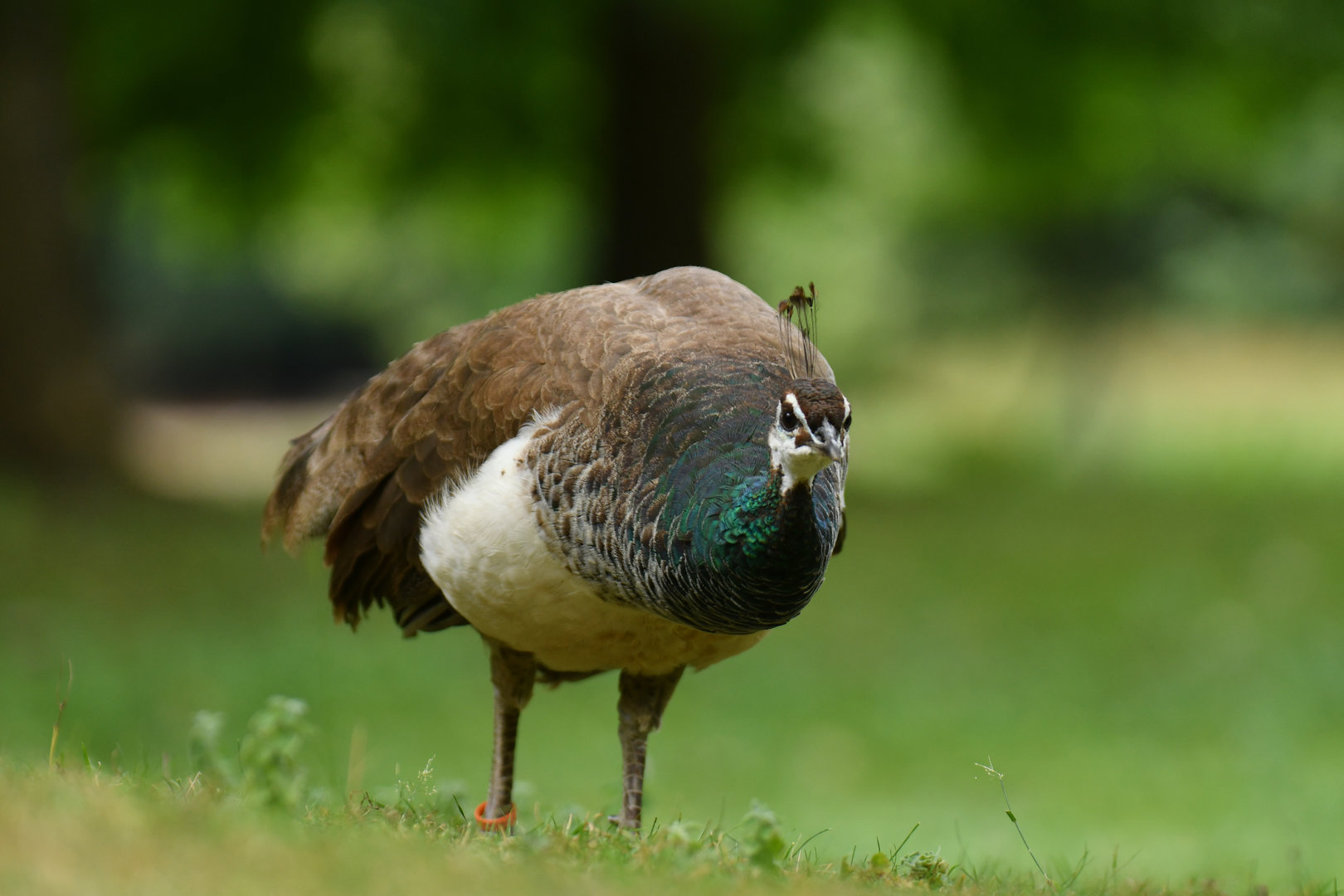 Indian Peafowl Pavo cristatus