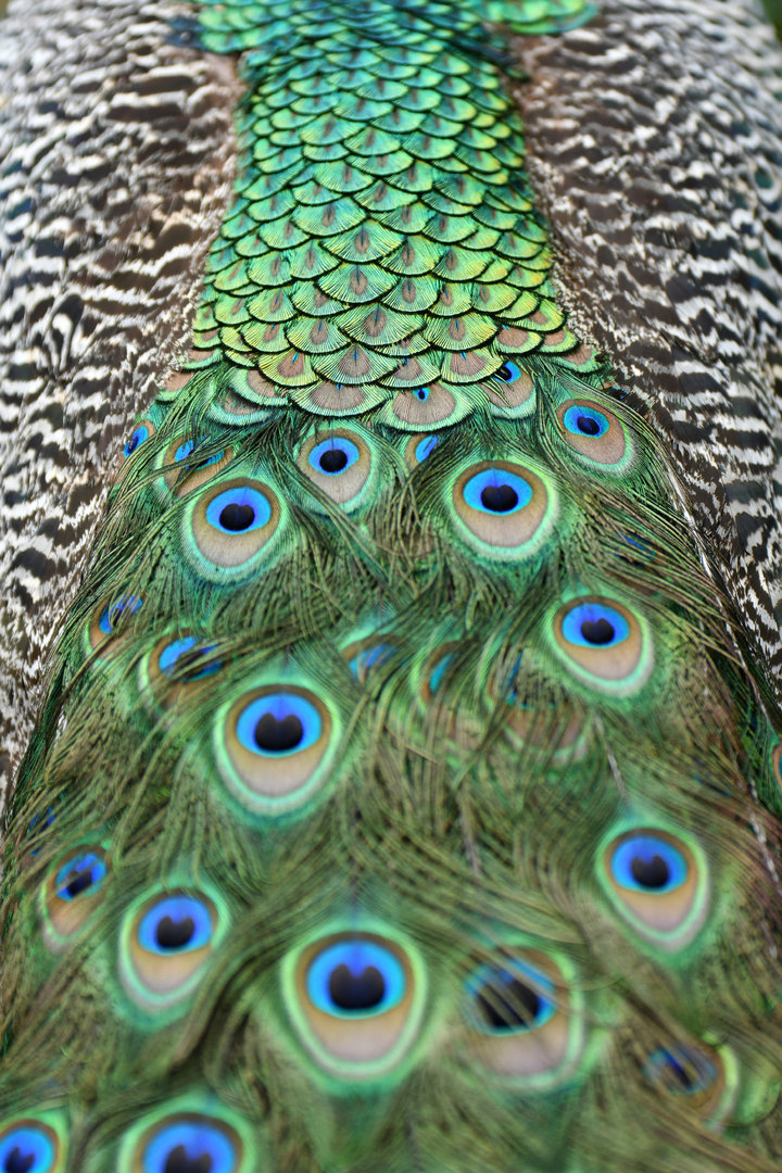 Indian Peafowl Pavo cristatus