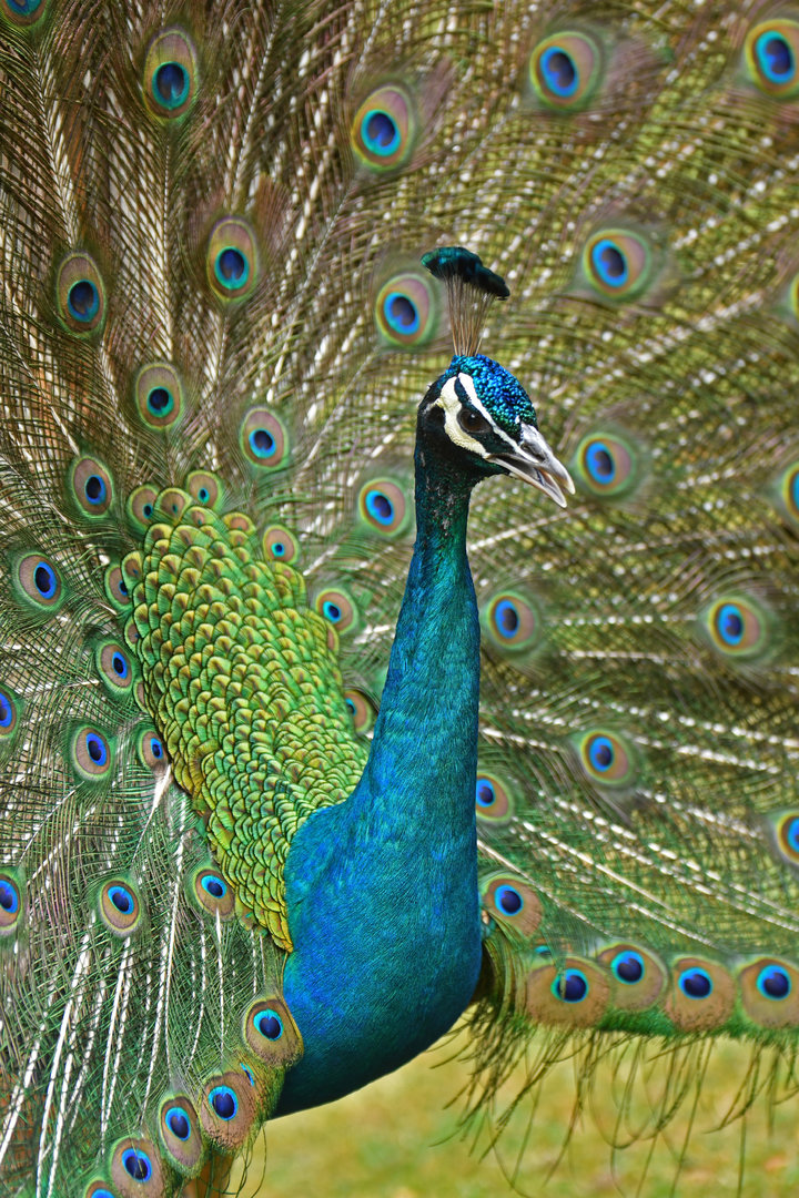 Indian Peafowl Pavo cristatus