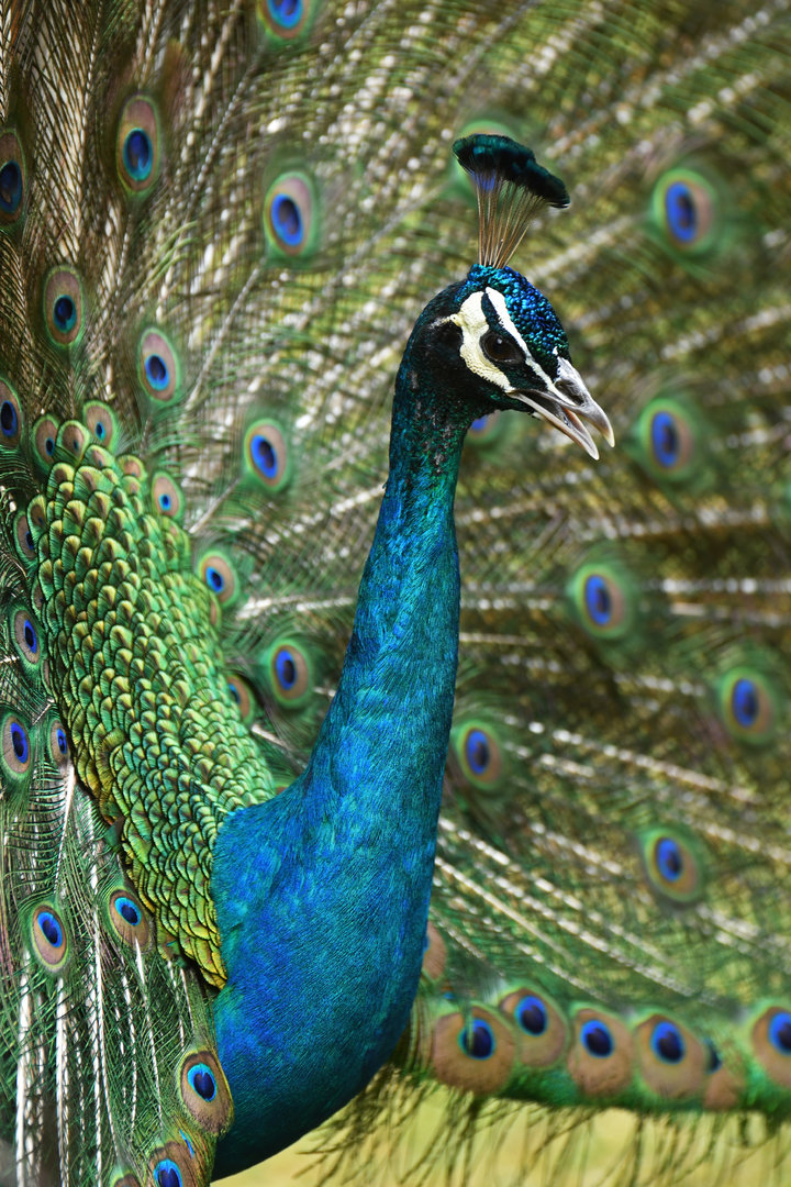 Indian Peafowl Pavo cristatus