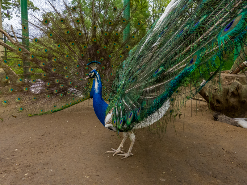 Indian peafowl / Pavo cristatus