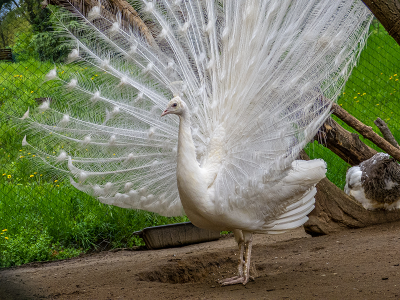 Indian peafowl / Pavo cristatus