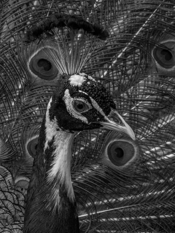 Indian peafowl / Pavo cristatus