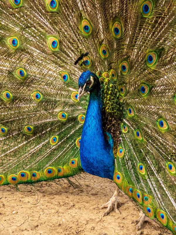 Indian peafowl (Pavo cristatus)