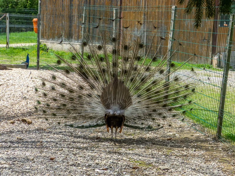 Indian peafowl (Pavo cristatus)
