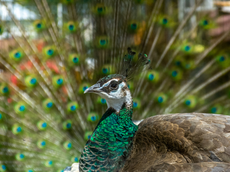 Indian peafowl (Pavo cristatus)