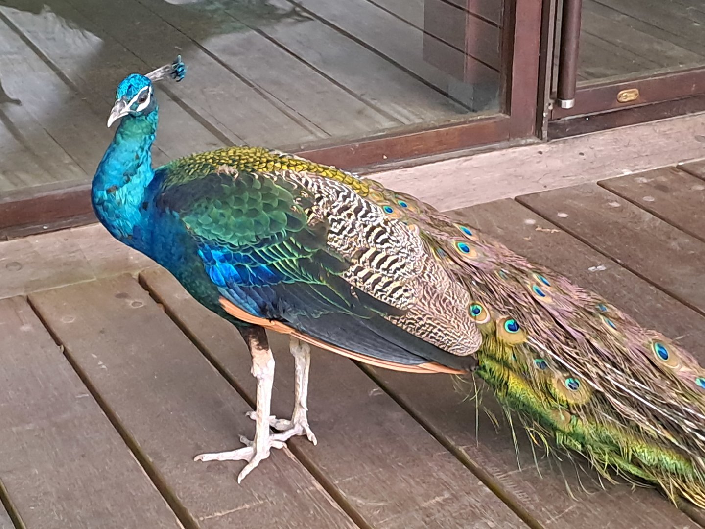 Indian Peafowl (Pavo cristatus)