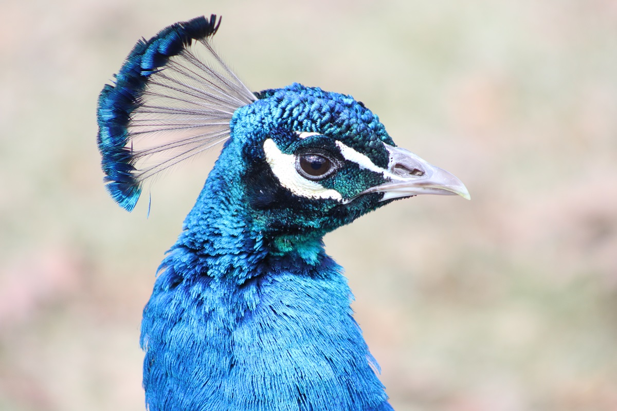Indian Peafowl (Pavo cristatus)