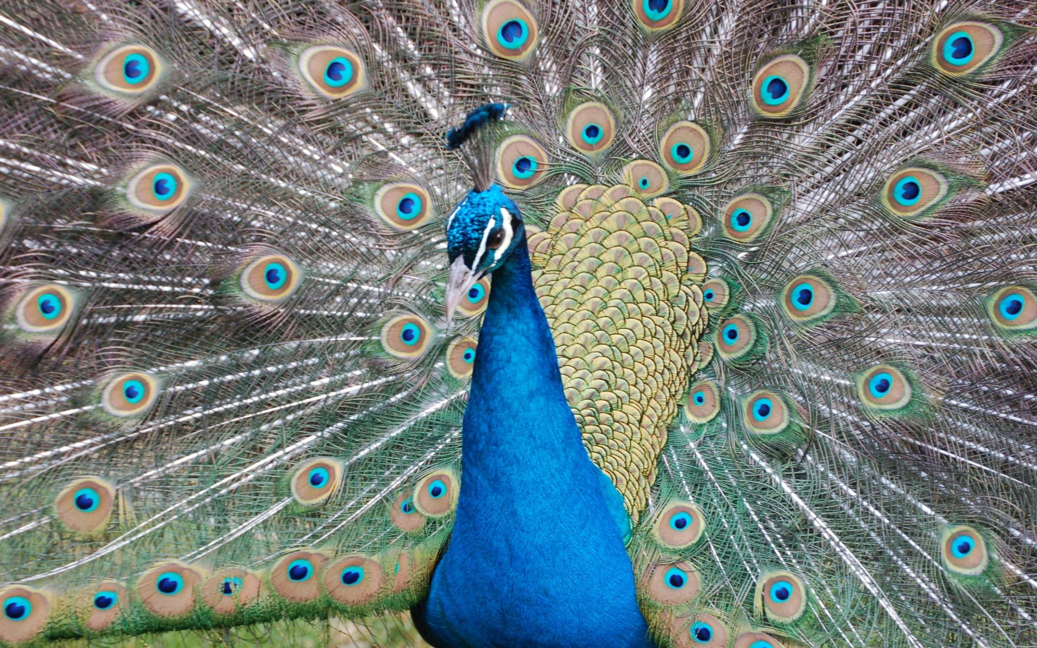 Indian Peafowl - Pavo cristatus