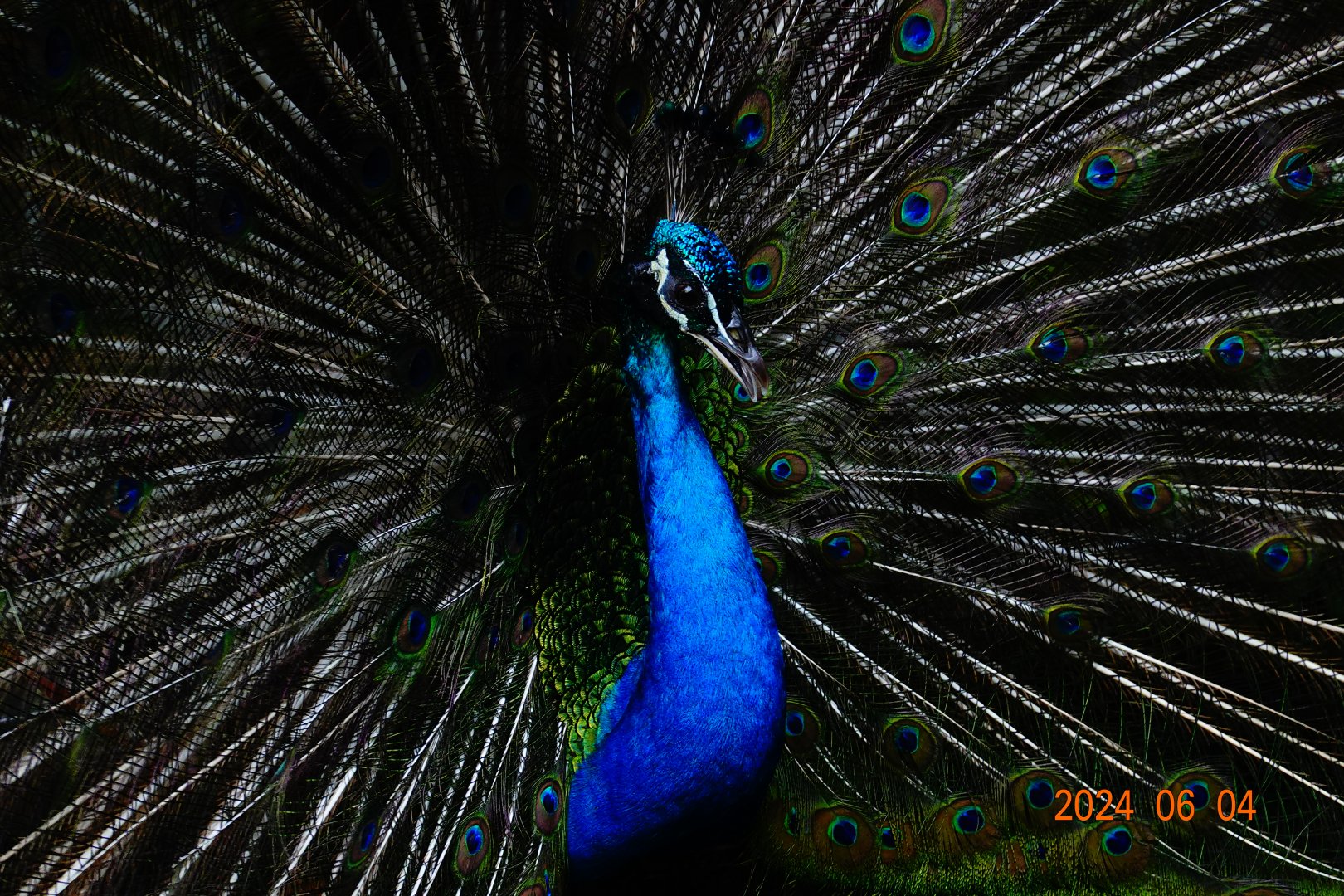 Indian Peafowl (Pavo cristatus)