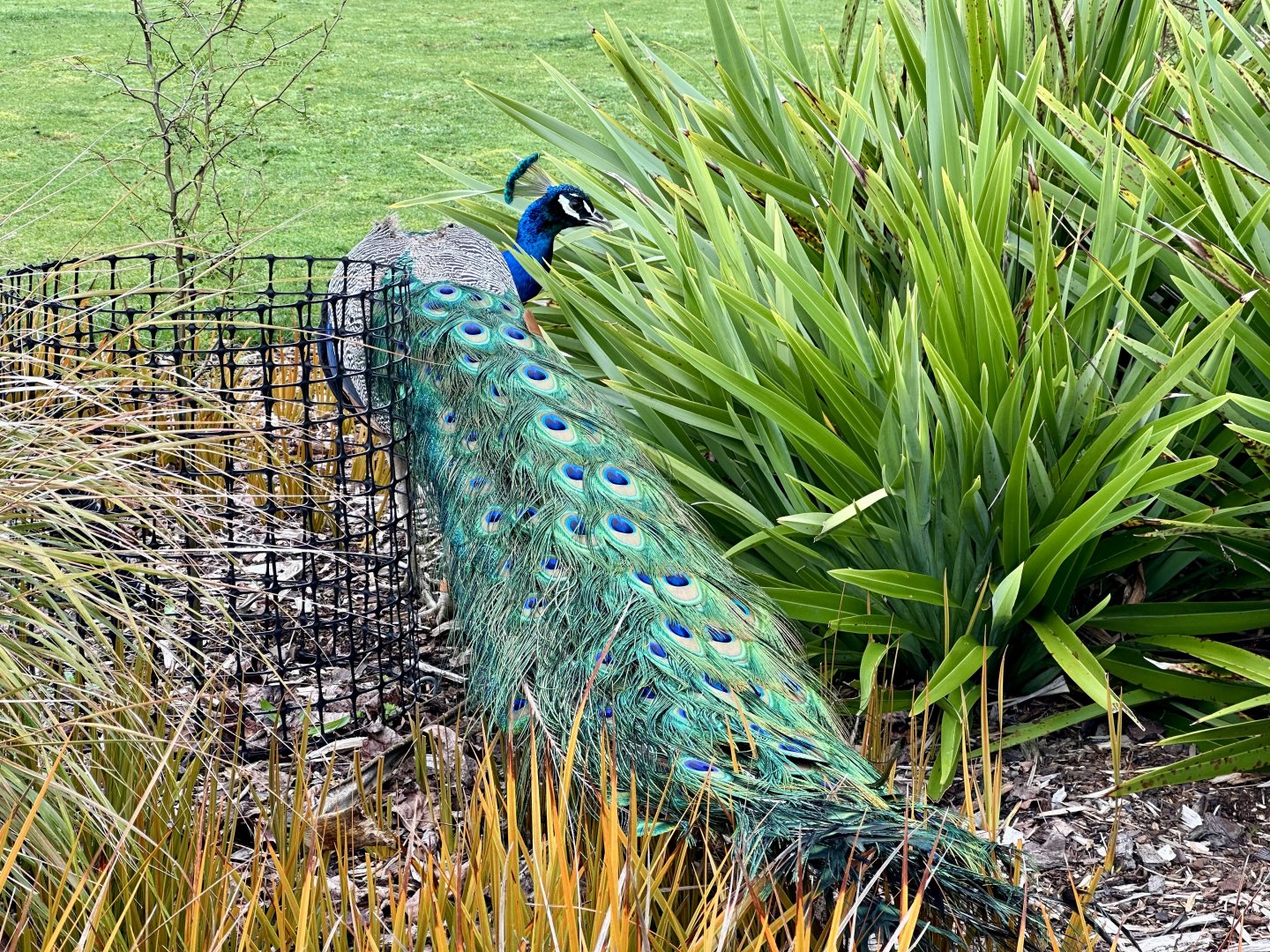 Indian peafowl (Pavo cristatus)