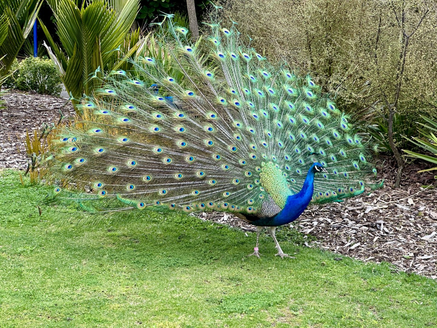 Indian peafowl (Pavo cristatus)