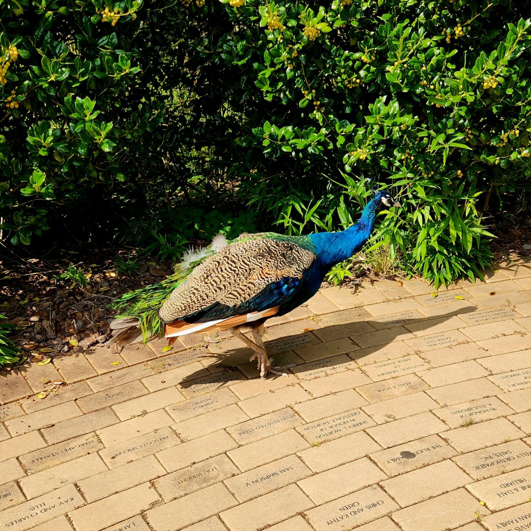 Indian Peafowl (Pavo cristatus)