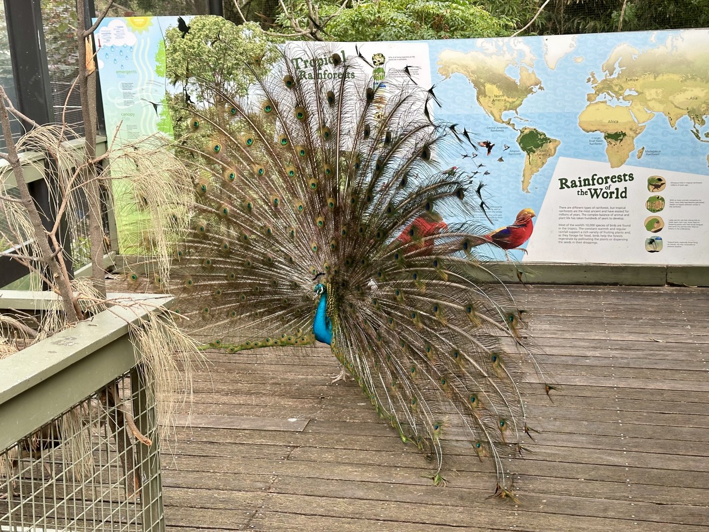 Indian peafowl (Pavo cristatus)