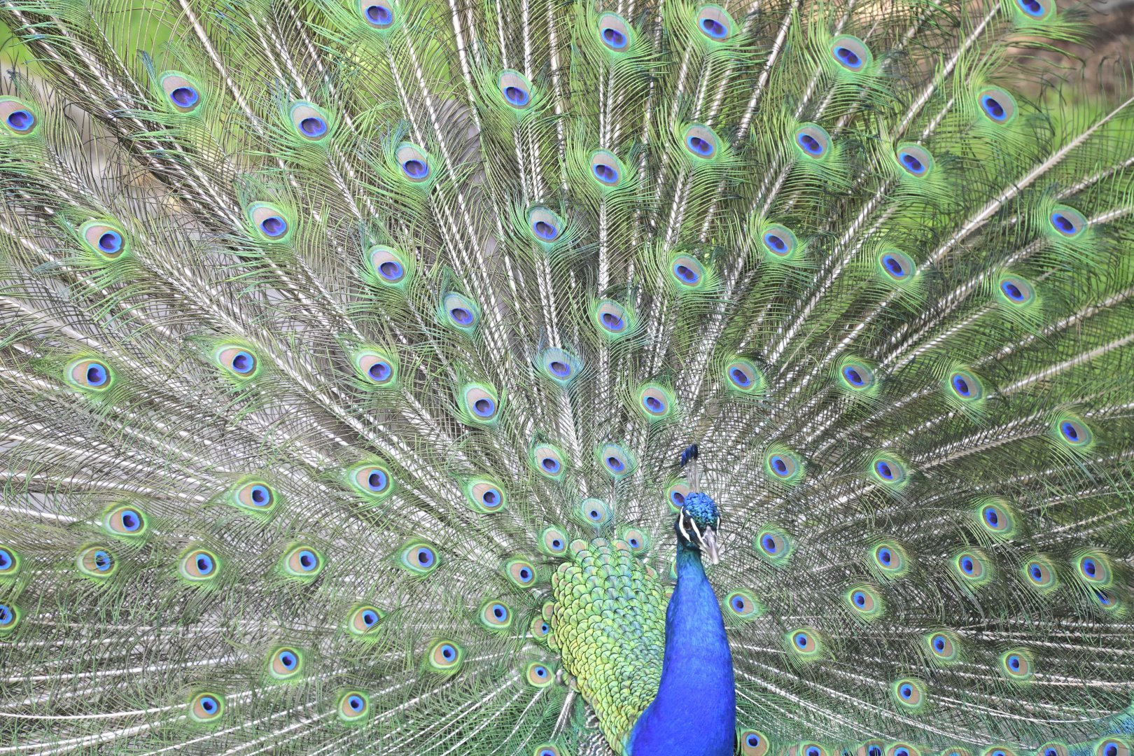 Indian Peafowl (Pavo cristatus)