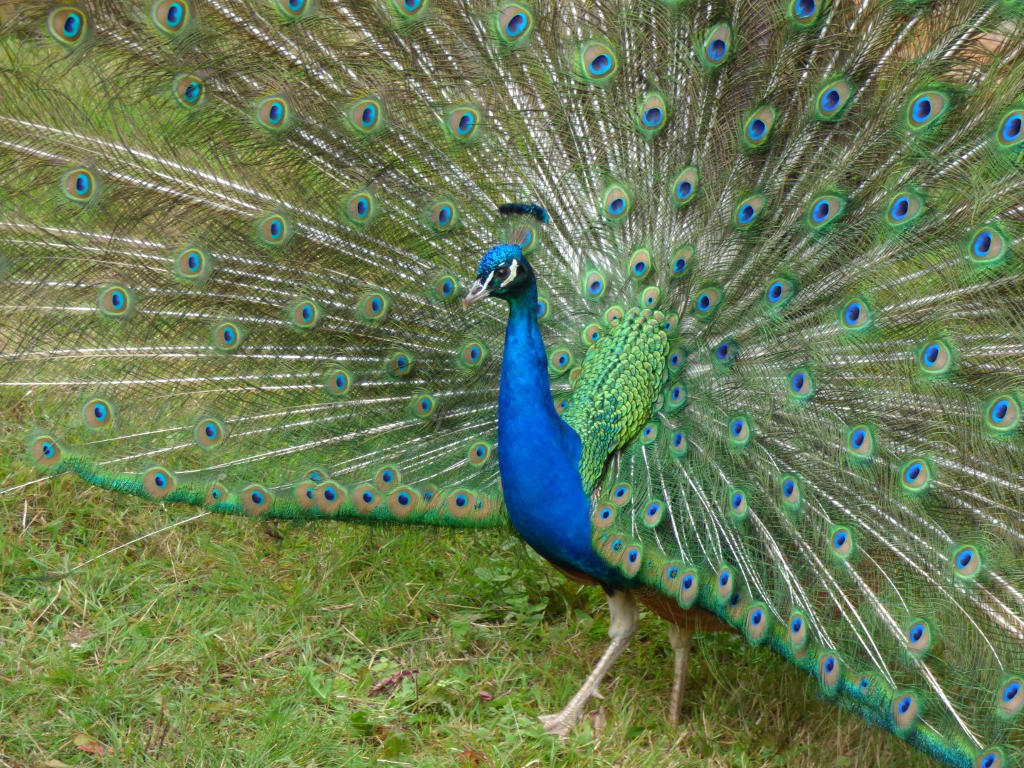 Indian peafowl (Pavo cristatus)