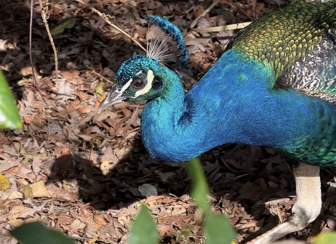 Indian Peafowl (Pavo cristatus)