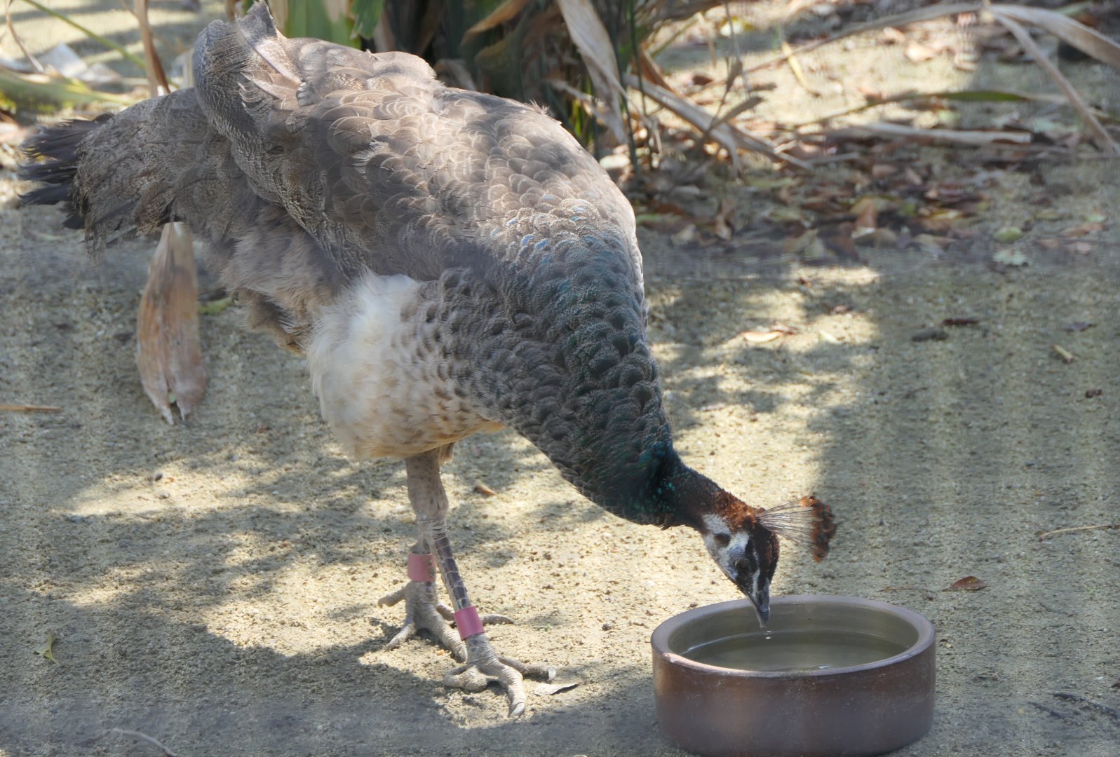 Indian Peafowl (Pavo cristatus)