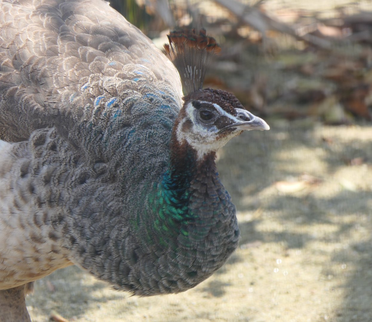 Indian Peafowl (Pavo cristatus)