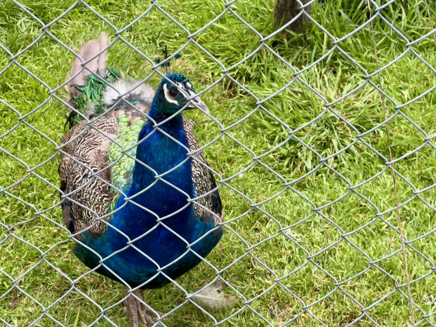 Indian peafowl (Pavo cristatus)