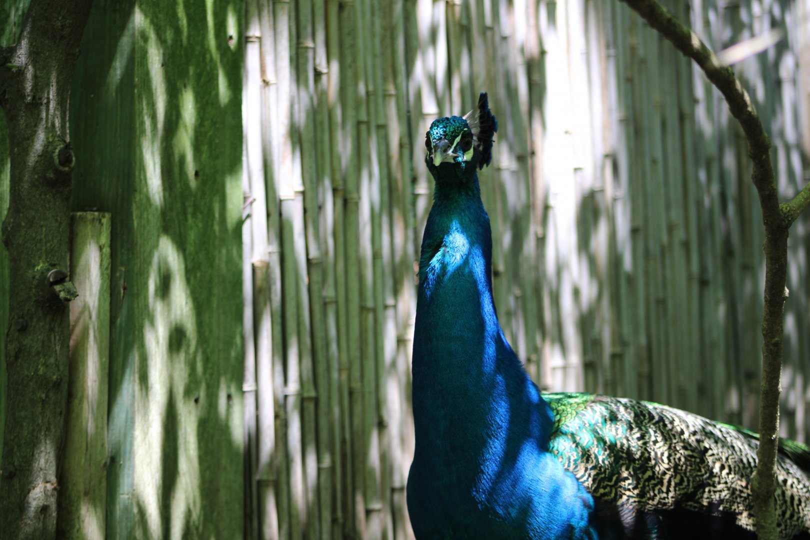Indian Peafowl (Pavo cristatus)