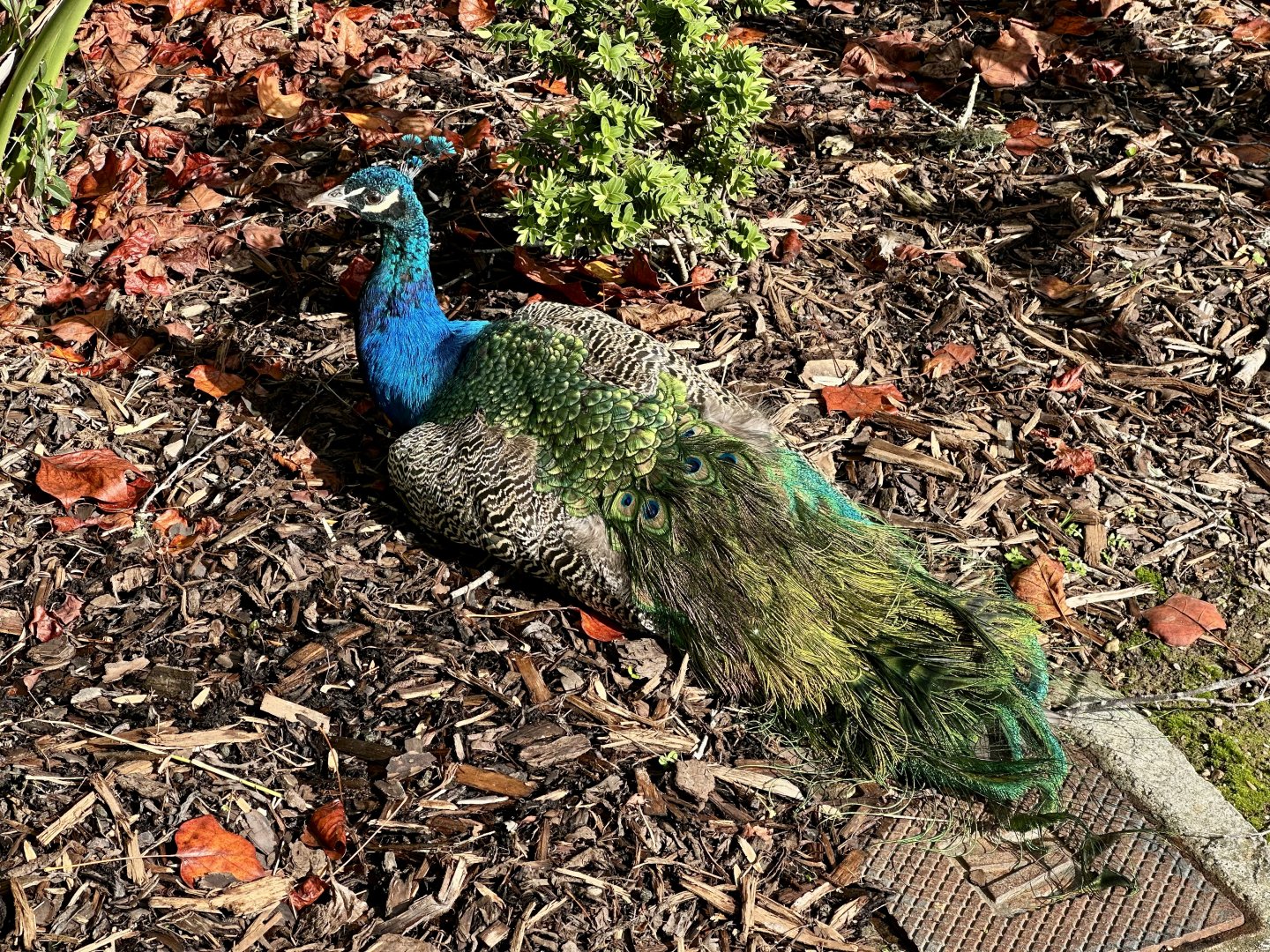 Indian peafowl (Pavo cristatus)
