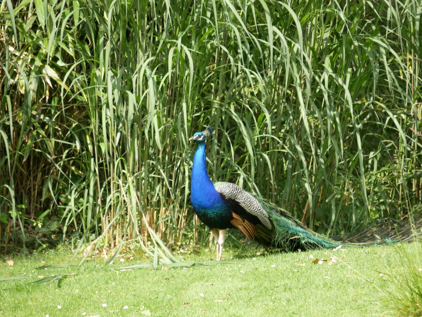 Indian peafowl (Pavo cristatus)