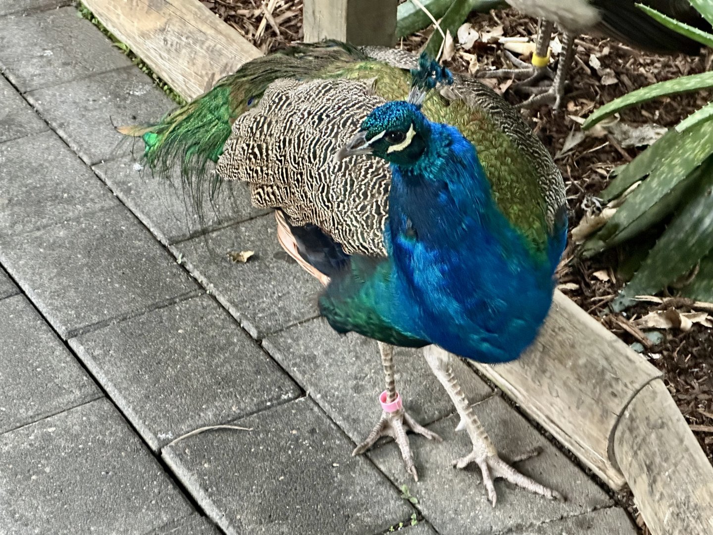 Indian peafowl (Pavo cristatus)