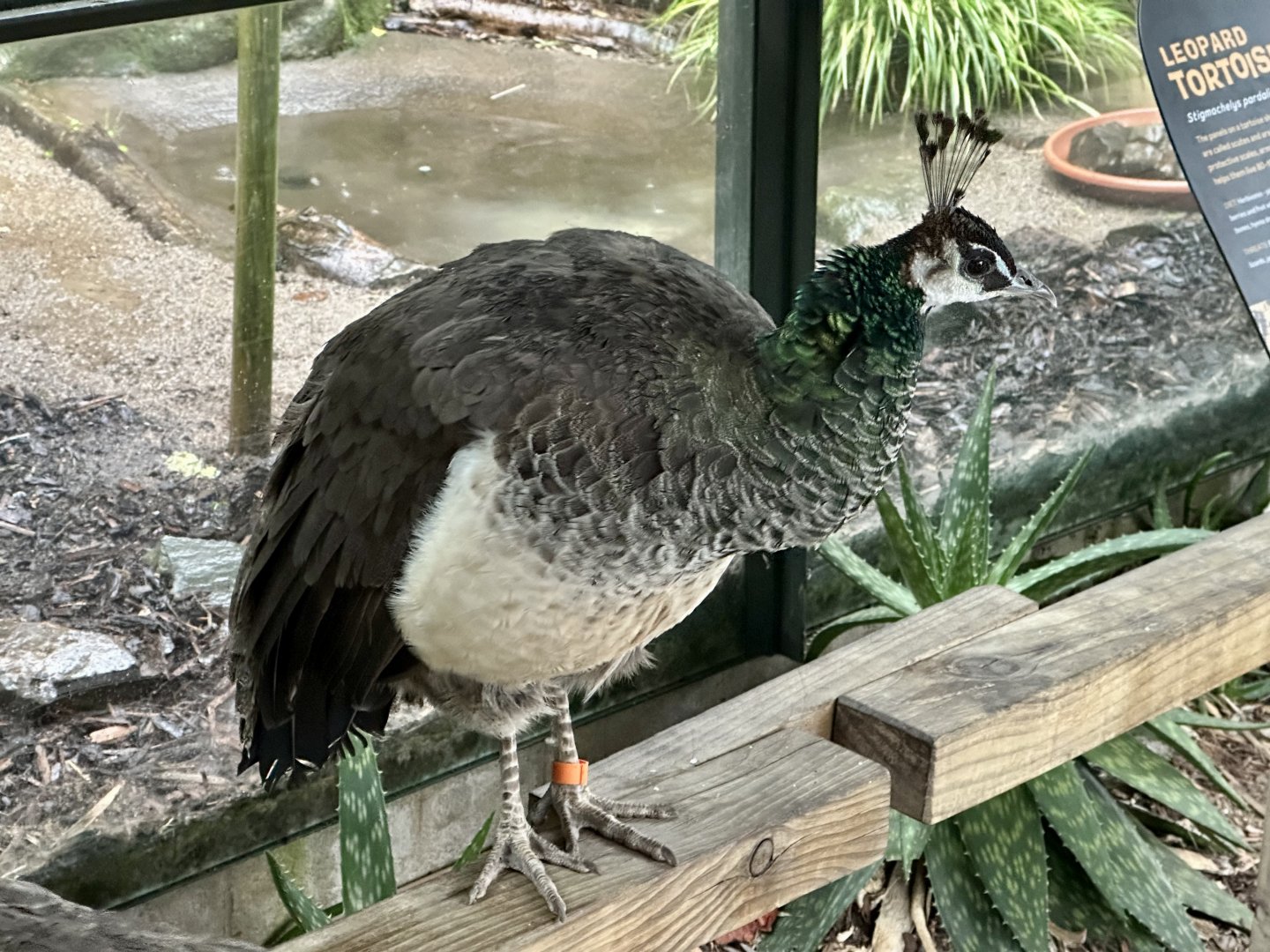 Indian peafowl (Pavo cristatus)