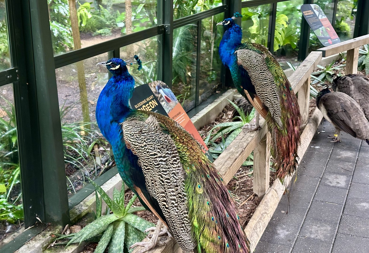 Indian peafowl (Pavo cristatus)