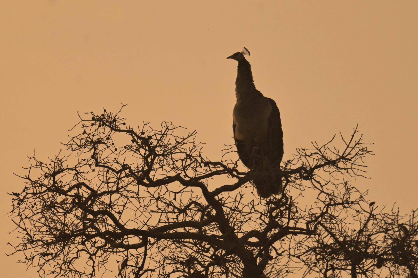 Indian peafowl Pavo cristatus