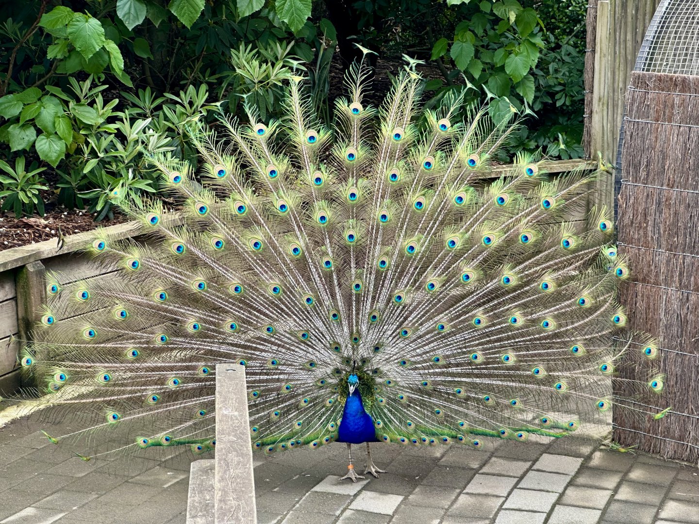 Indian peafowl (Pavo cristatus)