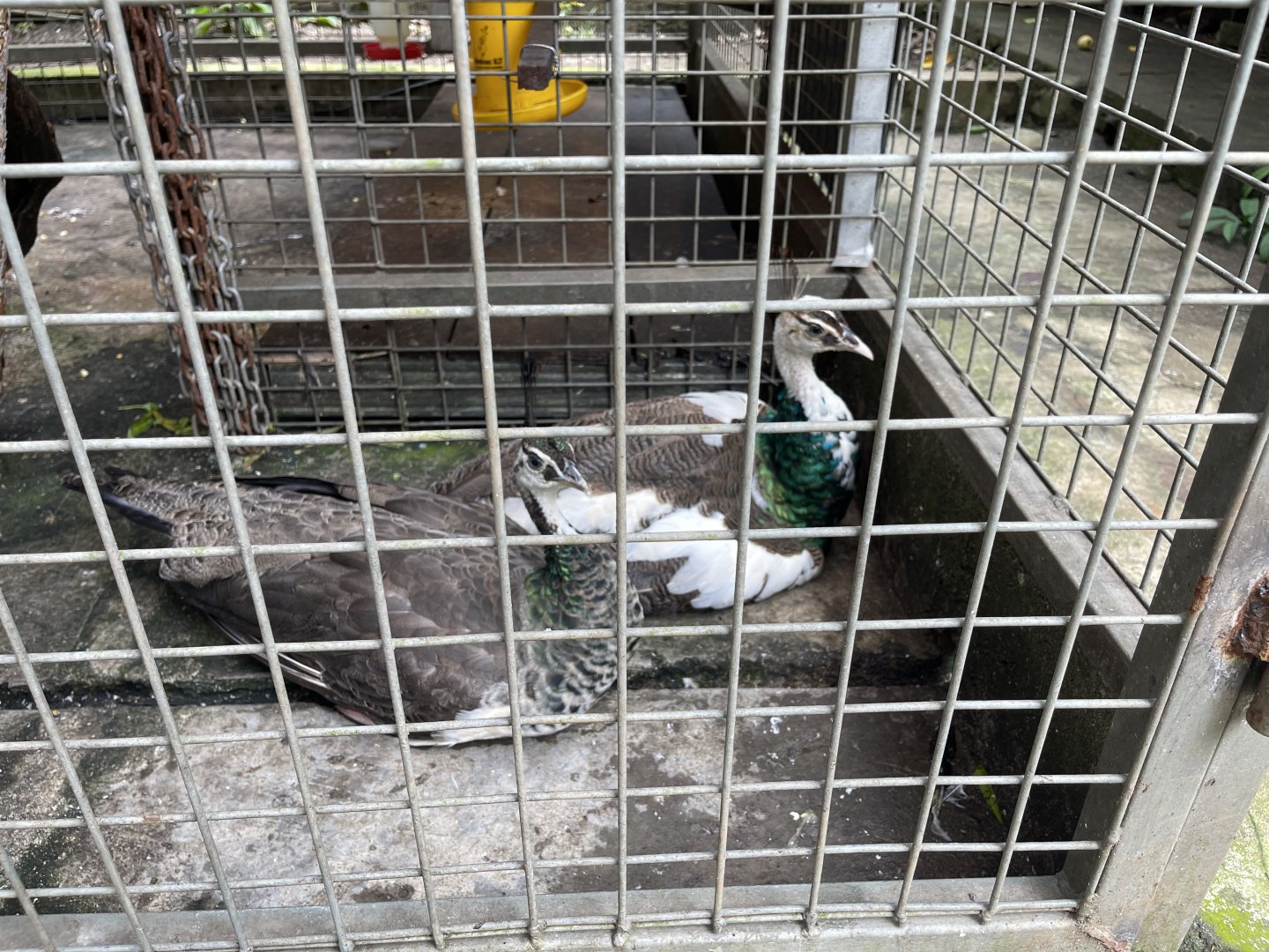 indian peafowl (pied morph) (pavo cristatus)