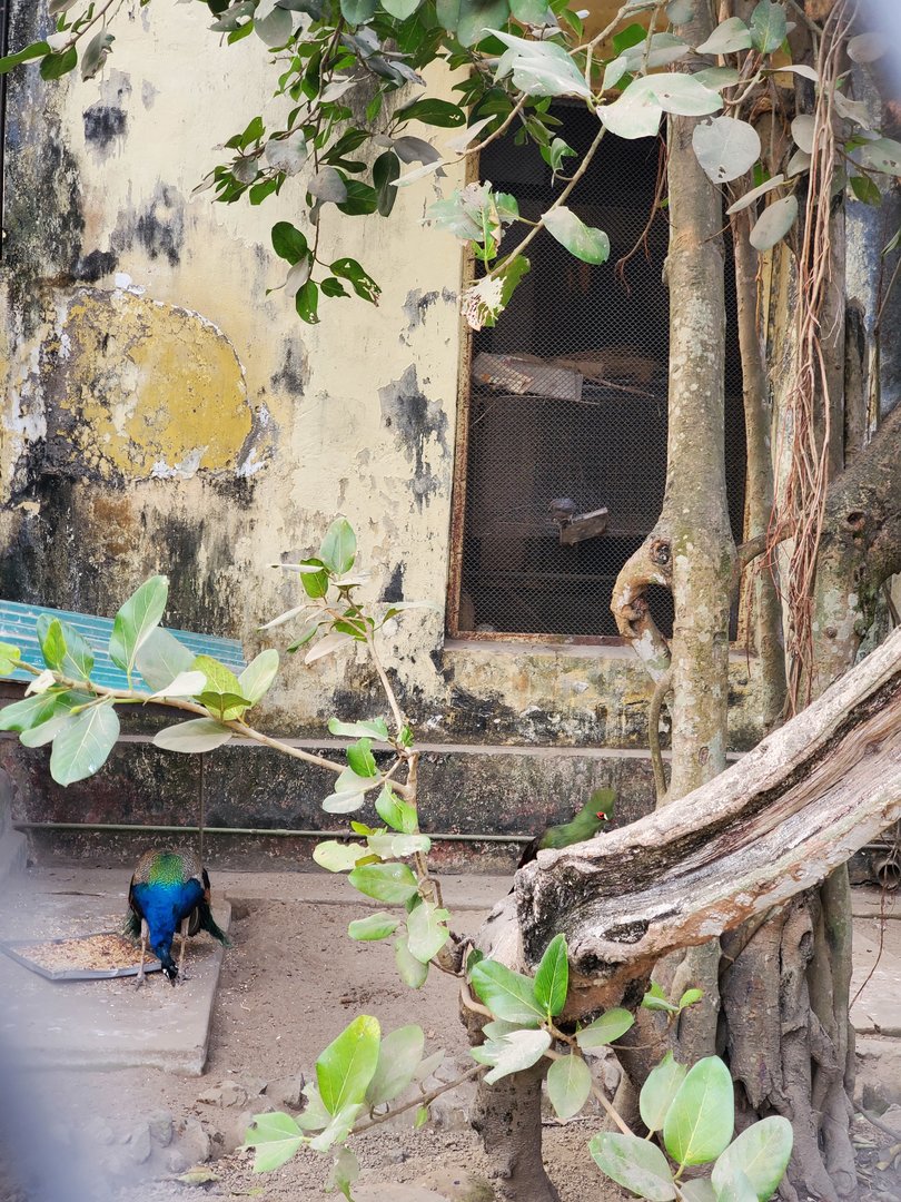 Indian Peafowl + Unidentified Bird - January 2023