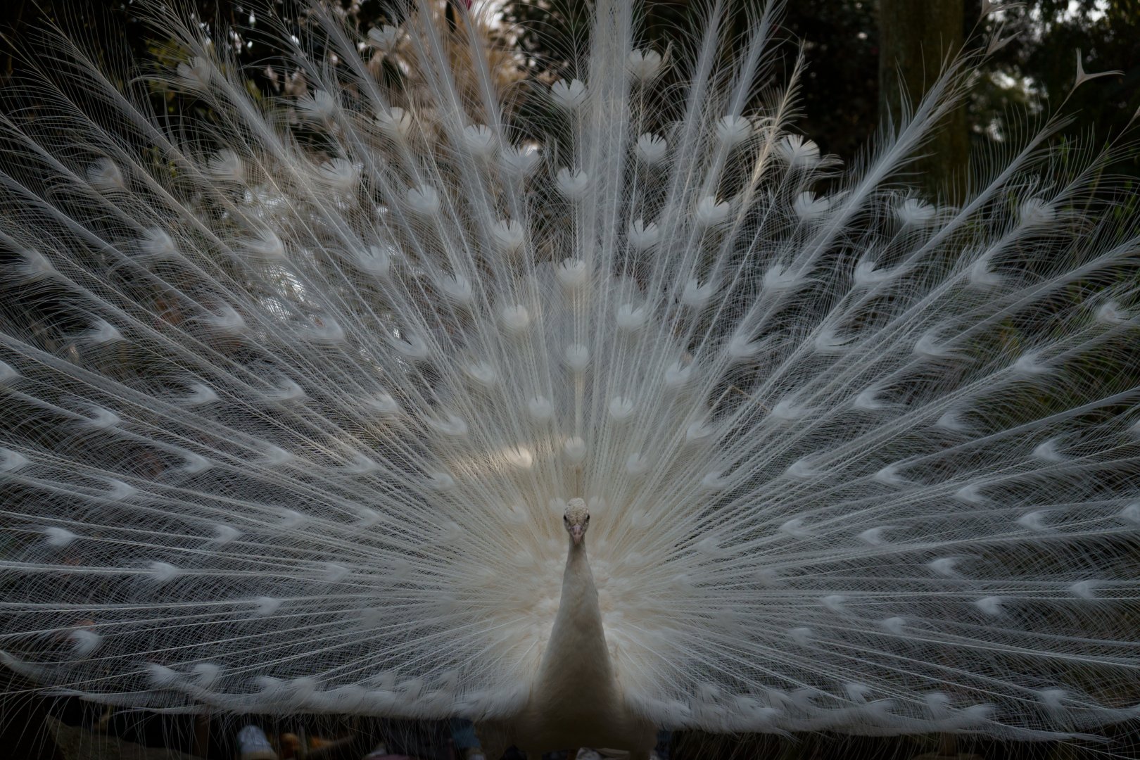 Indian Peafowl (white) - Izu Shaboten Zoo