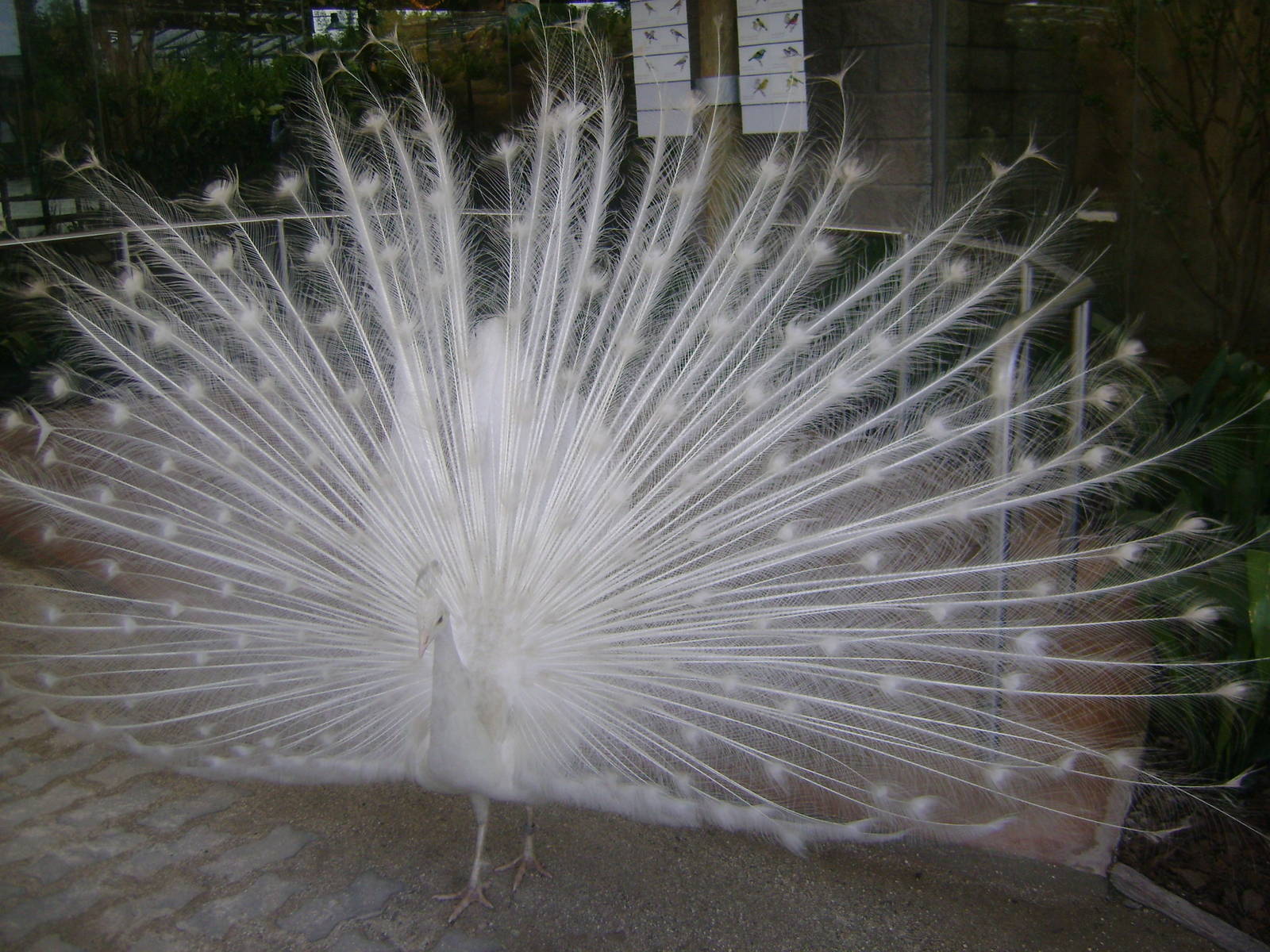 Indian Peafowl (white mutation)