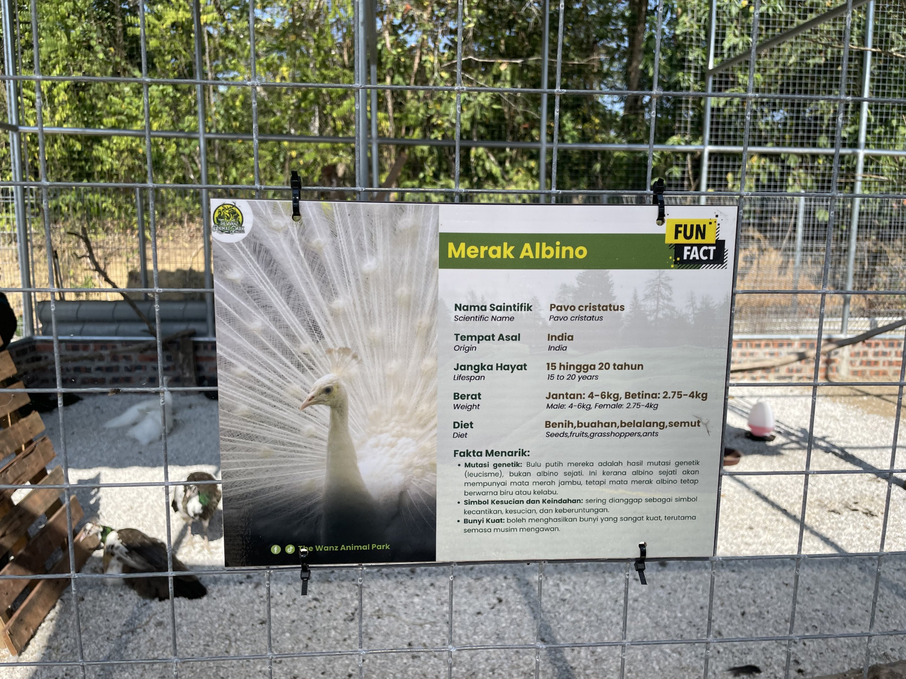 Indian Peafowl (White)