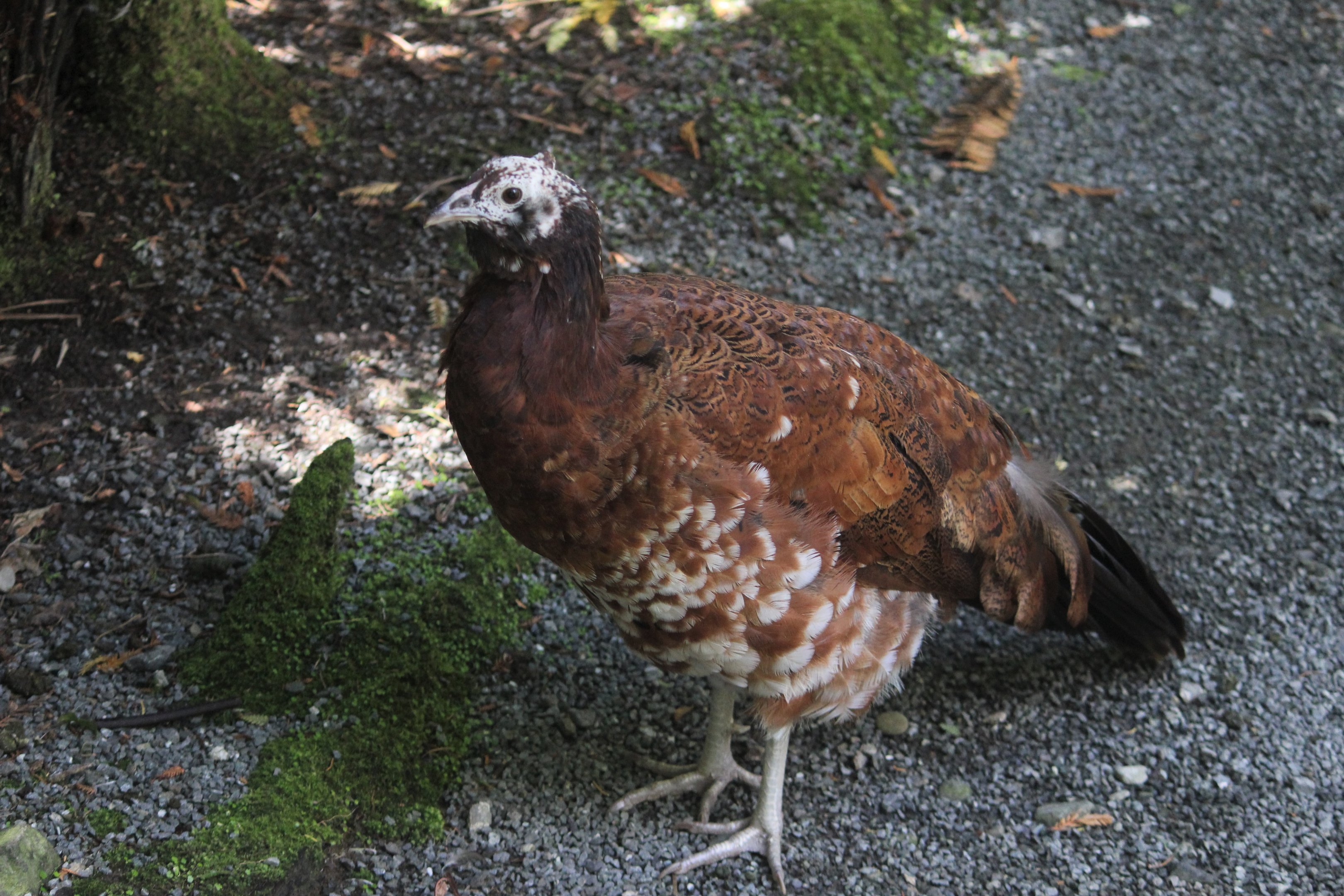Indian Peafowl x Chicken?