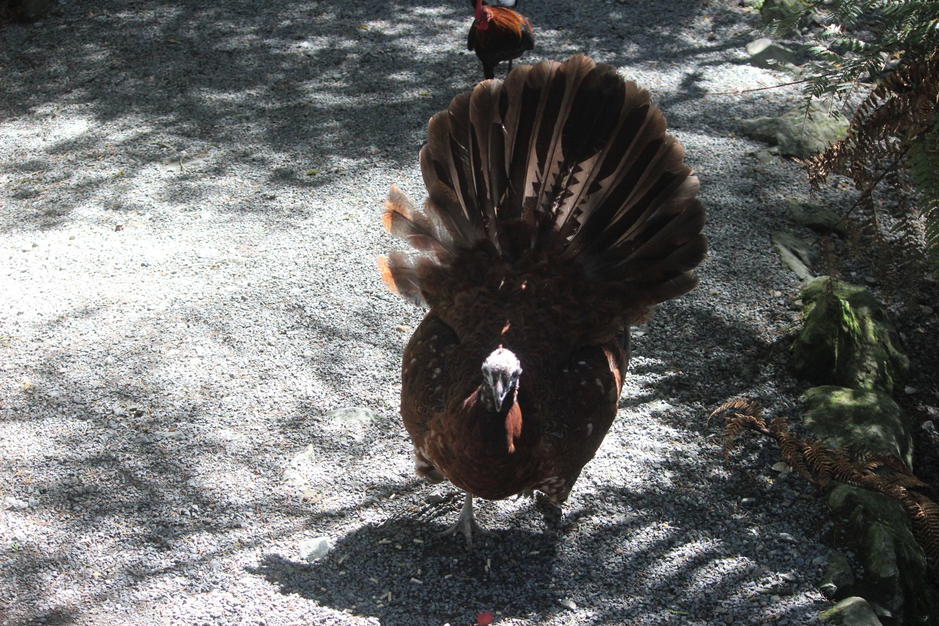 Indian Peafowl x Chicken?