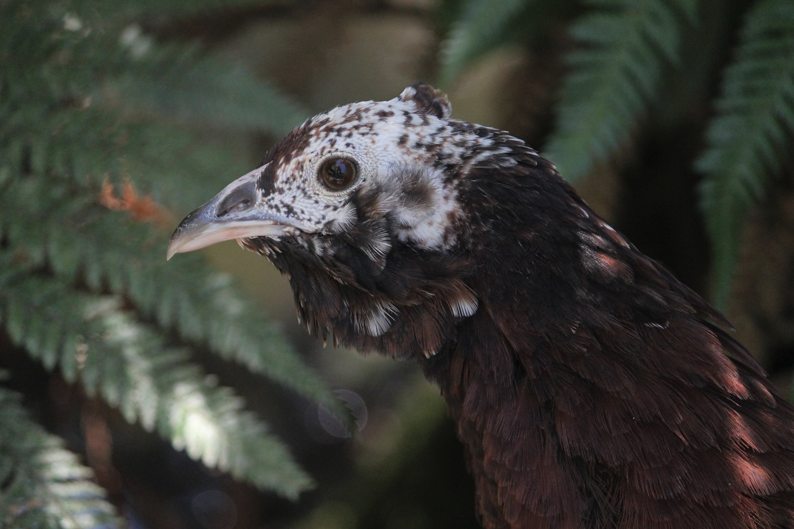 Indian Peafowl x Chicken?