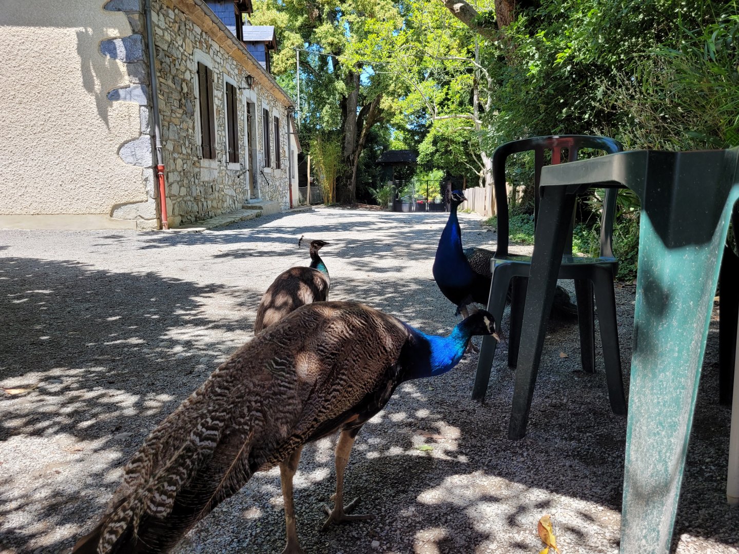 Indian peafowl -Zoo d'Asson (2022)