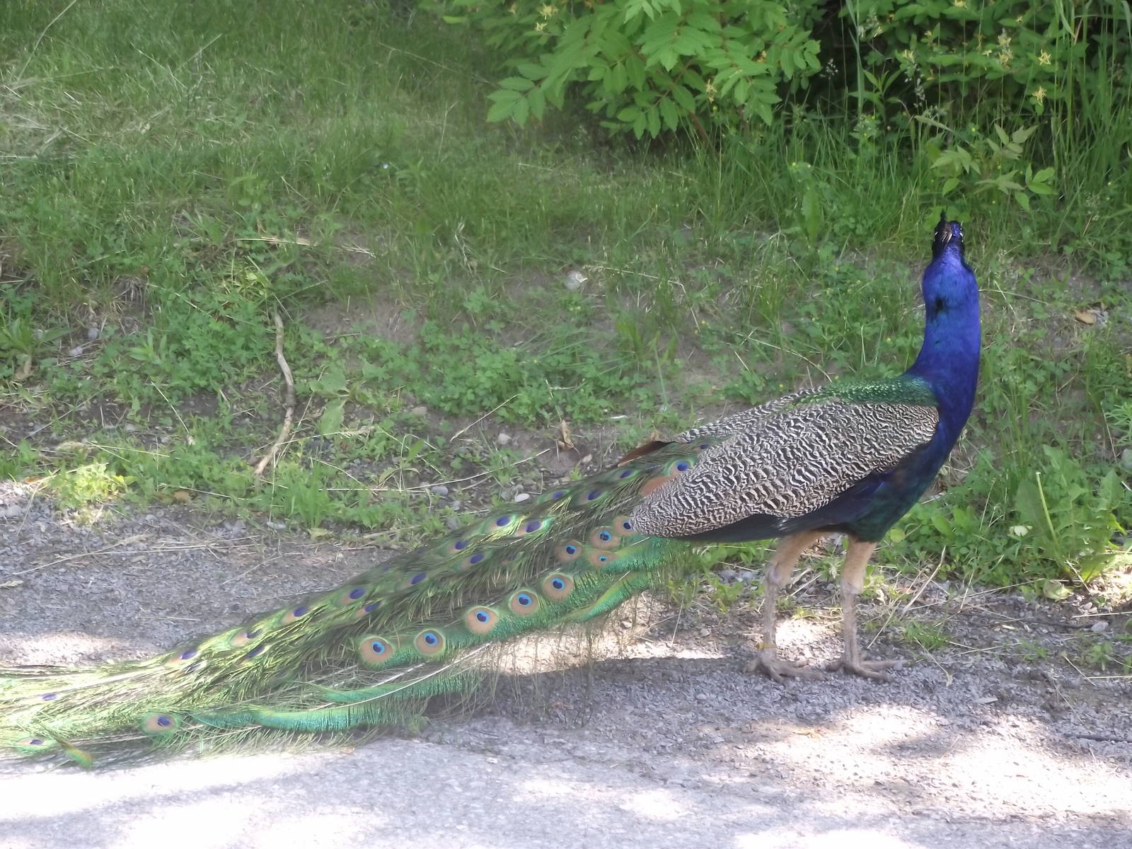 Indian Peafowl