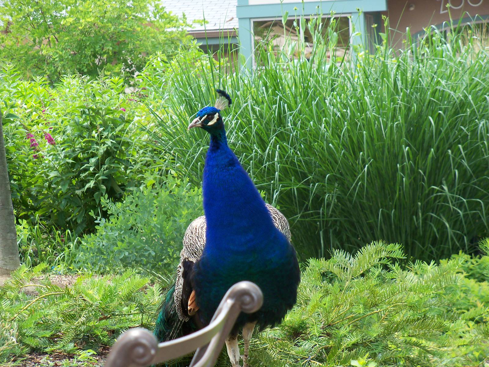 Indian Peafowl