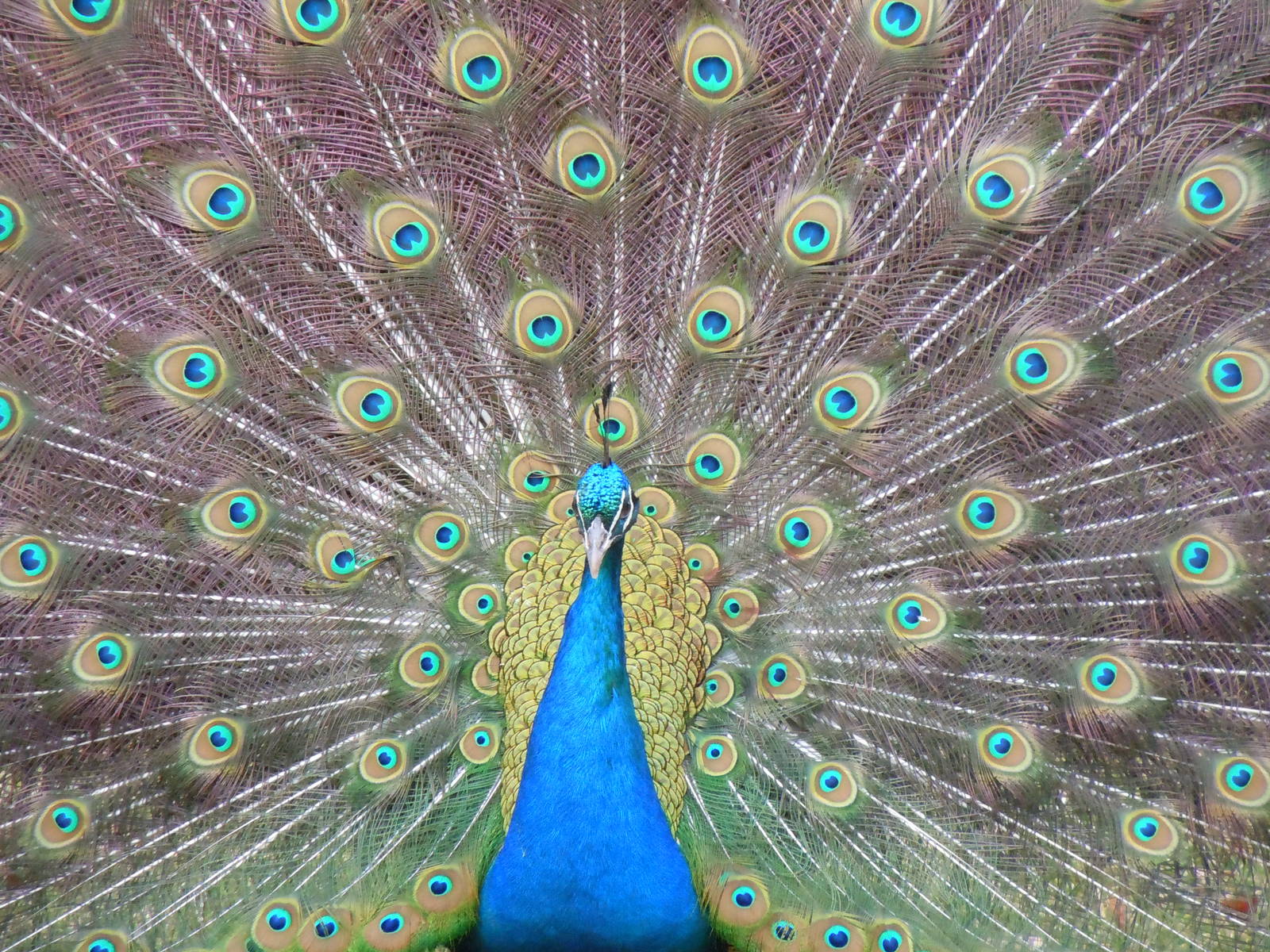 Indian peafowl