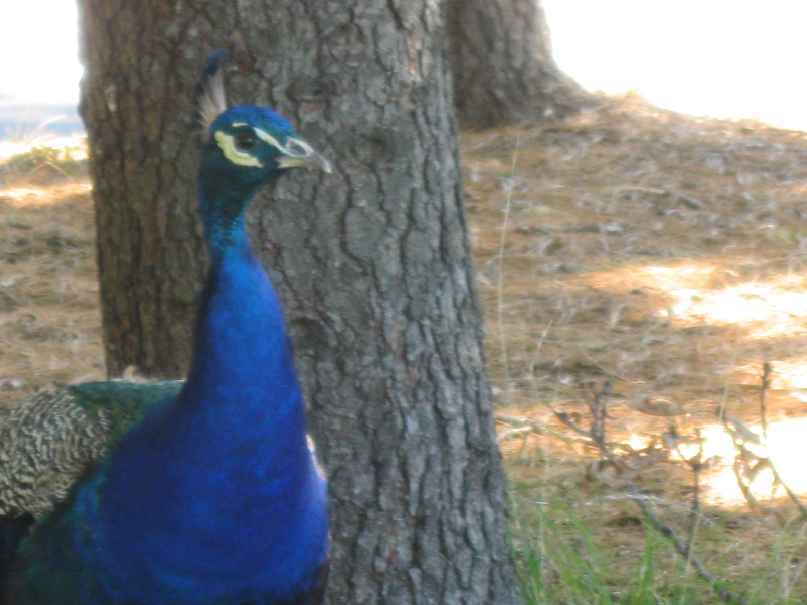Indian Peafowl