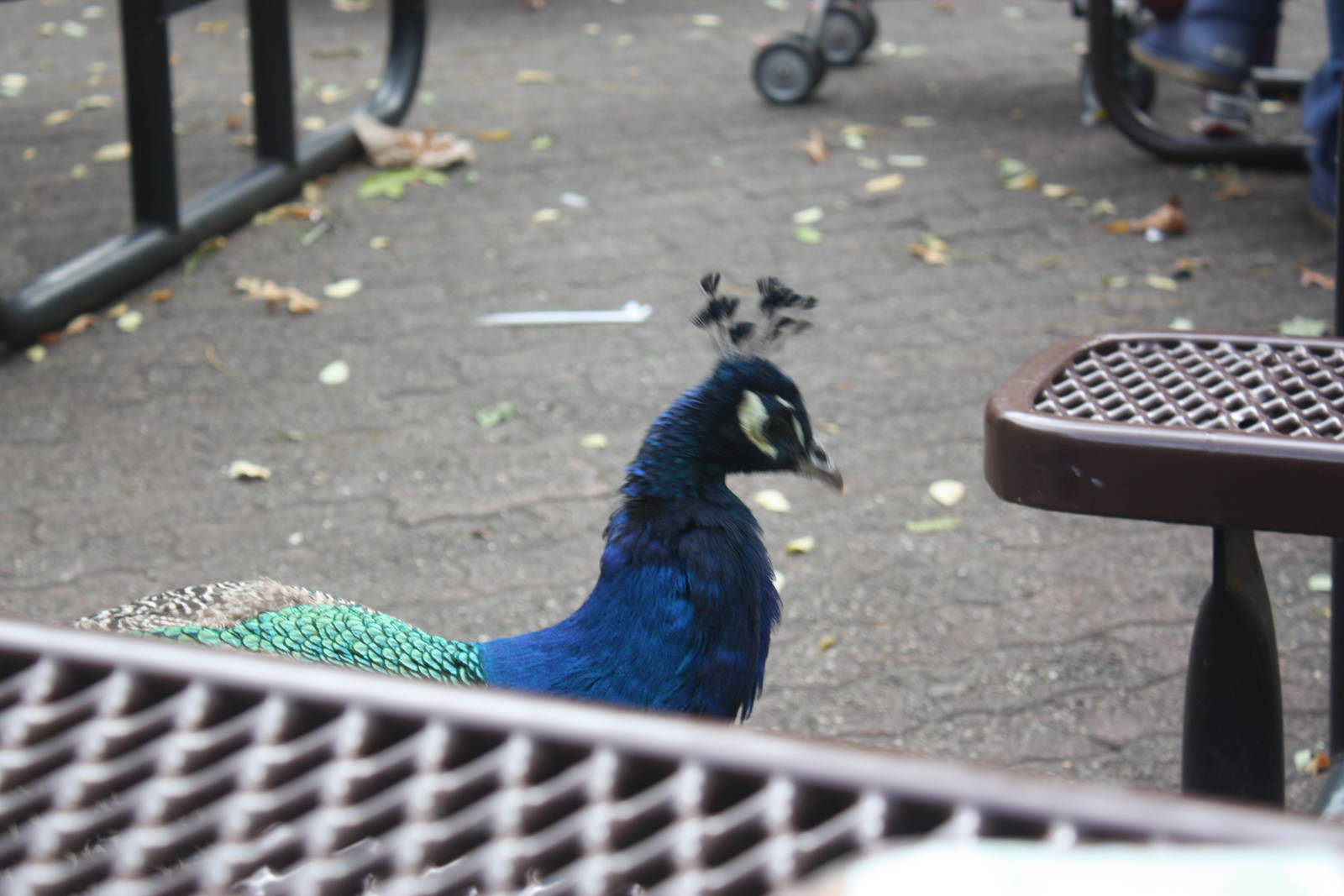 Indian Peafowl