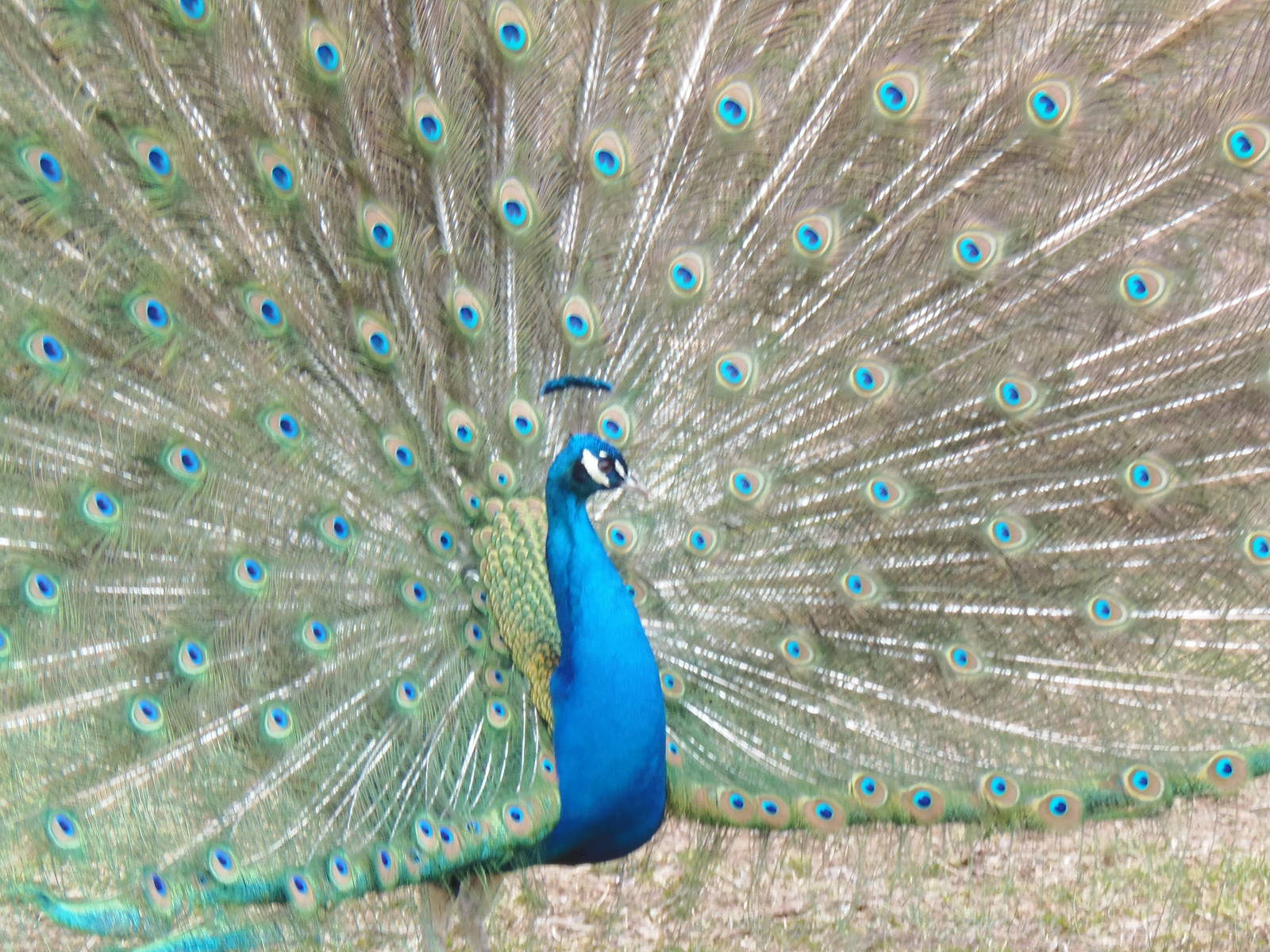 Indian Peafowl