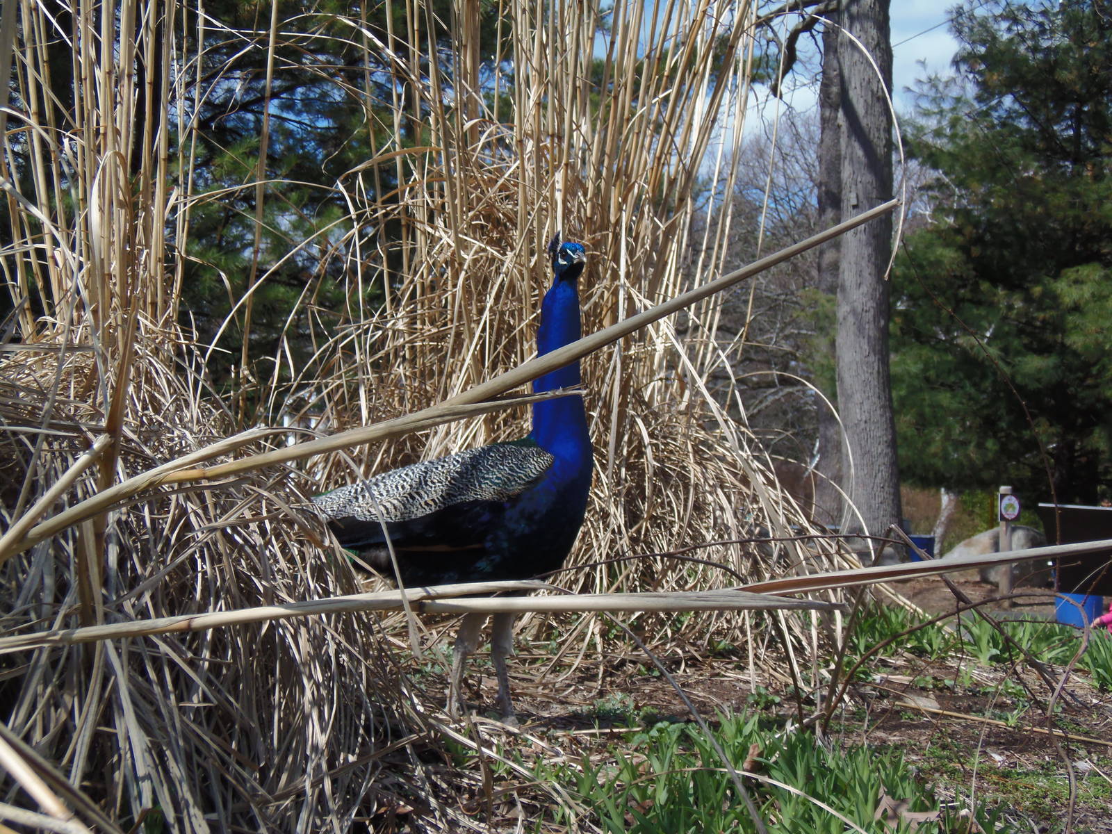 Indian Peafowl
